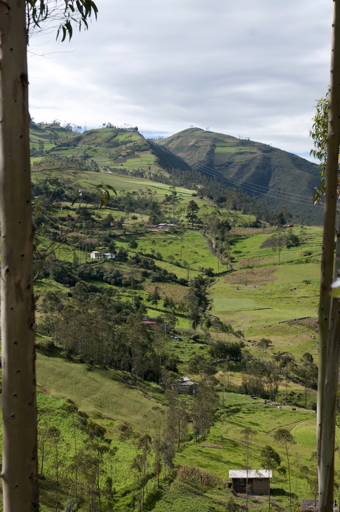 Terrazas organicas en los Andes